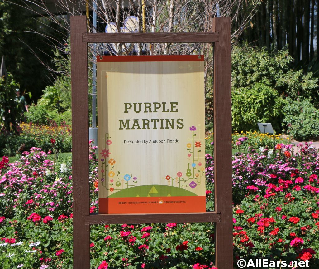 Disney Gardens purple-martins